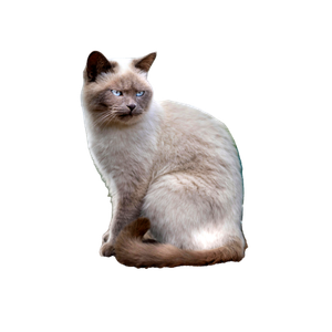 A Beautiful Ragdoll Cat With Blue Eyes Sits On A Wooden Deck Next To A Colorful Flower Pot. 19155 - Cat PNG image with transparent background